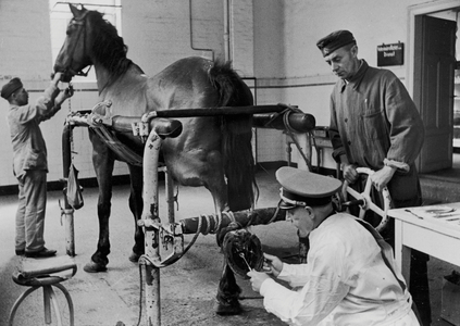 A German Officer Attaching a Horse Shoe, 1942 (b/w photo)
