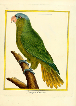 Parrot from Amboina (print)