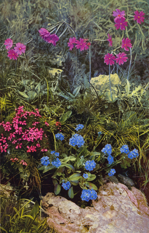 Alpine flowers: Myosotis Alpestris with Primula Longifolia (back) and Silene Acaulis (colour photo)