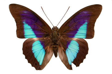 Prepona joiceyi
