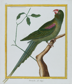 Perruche, de Gingi, c.1770-86 (hand-coloured engraving)