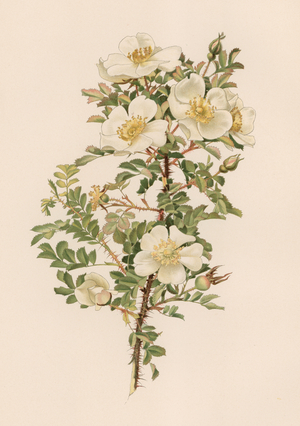 English Rose (colour litho)