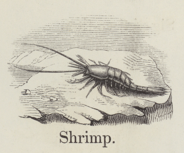 Shrimp (engraving)
