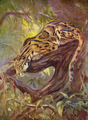 At the Zoo: Clouded Leopard (colour litho)