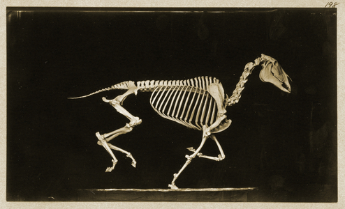Skeleton of a running  horse (b/w photo)