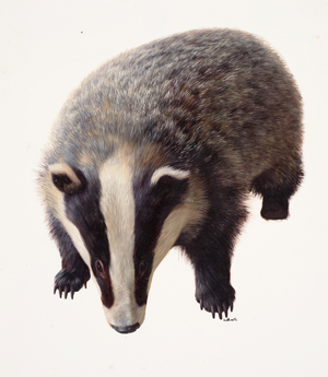 Study of a badger (oil on paper)
