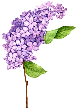 Lilac flower, 2023 (watercolor on paper)