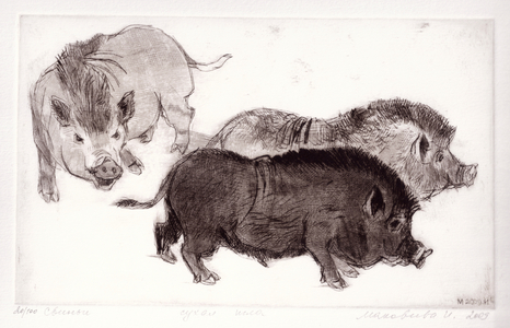 Pigs, 2009 (drypoint)