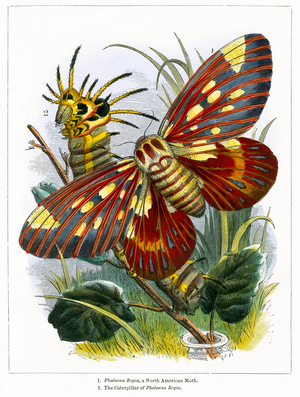 The Butterfly Vivarium (coloured engraving)