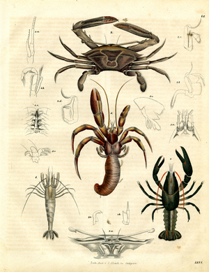 Anatomy of Crustaceans (hand-coloured litho)