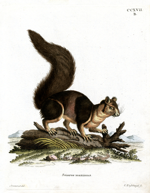 Indian Giant Squirrel (coloured engraving)