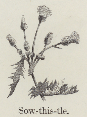 Sow thistle (engraving)