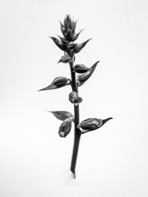 Amid the Flowers 35, 2021 (b/w photo)