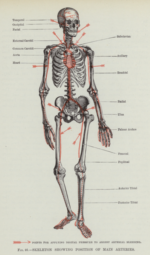 Skeleton showing position of Main Arteries (engraving)