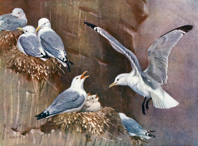 Kittiwakes (colour litho)