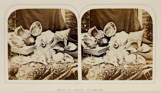 'Group of shells by Fenton'