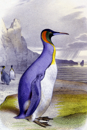 Big Penguin, c.1850 (lithograph)