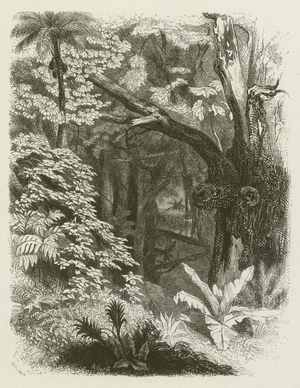 Interior of the forest (engraving)