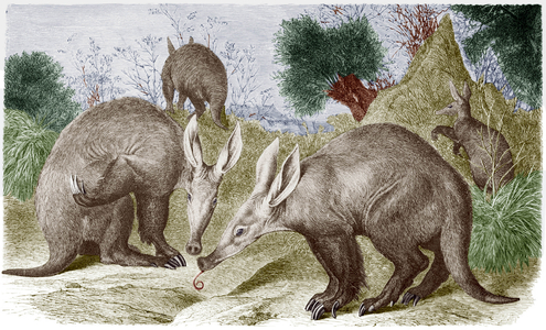 Aardvark or Orycterope (Orycteropus afer), also called dirt pig, African mammal