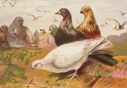 Pigeons (colour litho)