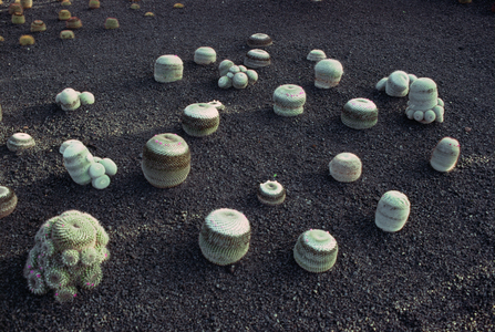 Cacti, Lanzarote, Spain (photo)