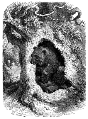 Bear in his cave