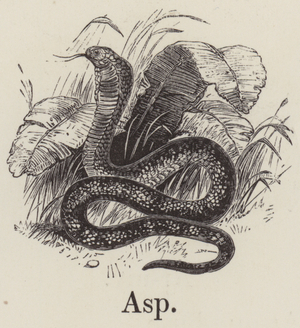 Asp (engraving)