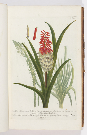 Aloe Africana, 1737 (engraving)