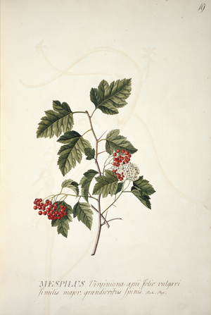 Crataegus phaenopyrum (L. f.)
