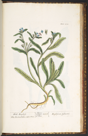 Plate 234, from 'A Curious Herbal', 1737 (coloured engraving)