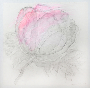 Blush Chiffon, 2019  (monoprint)