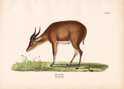 Kob Antelope, 1848 (lithography)