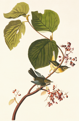 Dendroica caerulescens, black-throated blue warbler, Plate 148 from John James Audubon's Birds of America, original double elephant folio, 1827-30 (hand-coloured aquatint)