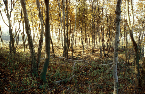 Birch grove in the Zittau Mountains - Upper Lusatia..., 1989 (photo)
