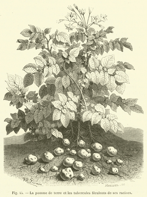 La pomme de terre et les tubercules feculents de ses racines (engraving)