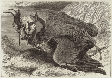 Fight between a heron and an eel (engraving)