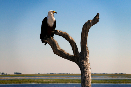 African Fish Eagle (Haliaeetus vocifer) in Chobe National Park, Botswana  (photo)
