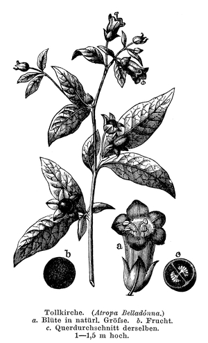 Belladonna