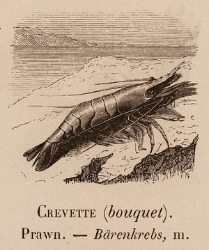 Le Vocabulaire Illustre: Crevette (bouquet); Prawn; Barenkrebs (engraving)