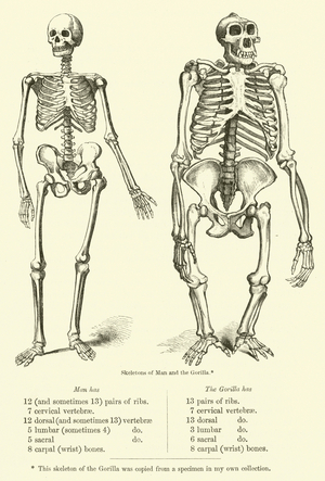 Comparison of Skeletons of Man and Gorilla (engraving)