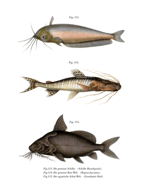 African Butter Catfish (colour litho)