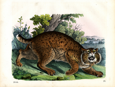 Bobcat in Stalking Posture (hand-coloured engraving)