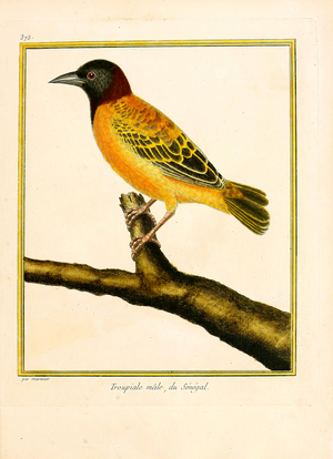 Male Weaver Bird from Senegal (print)