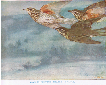 Redwings migrating, illustration from 'British Birds' by Kirkman & Jourdain, 1966 (colour litho)