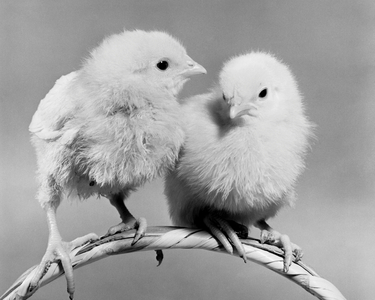Two chicks perched on a handle