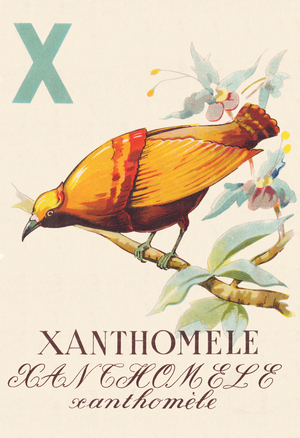 ABC The Xanthomela Birds, 1945 (illustration)