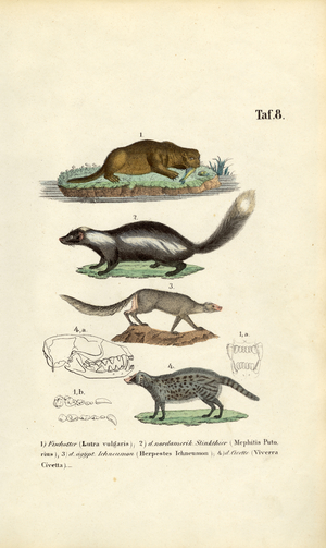 Otter, Skunk, Ichneumon and Civet with skull illustrations, 1850 (lithography)