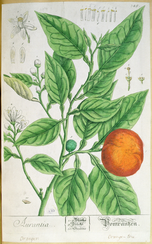 Orange branch with fruit, from 'A Curious Herbal', published in Nuremburg in 1757 (coloured engraving)