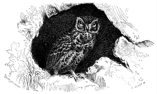 Little Owl