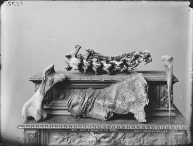 Skin and bones of the moa (gelatin silver print)
